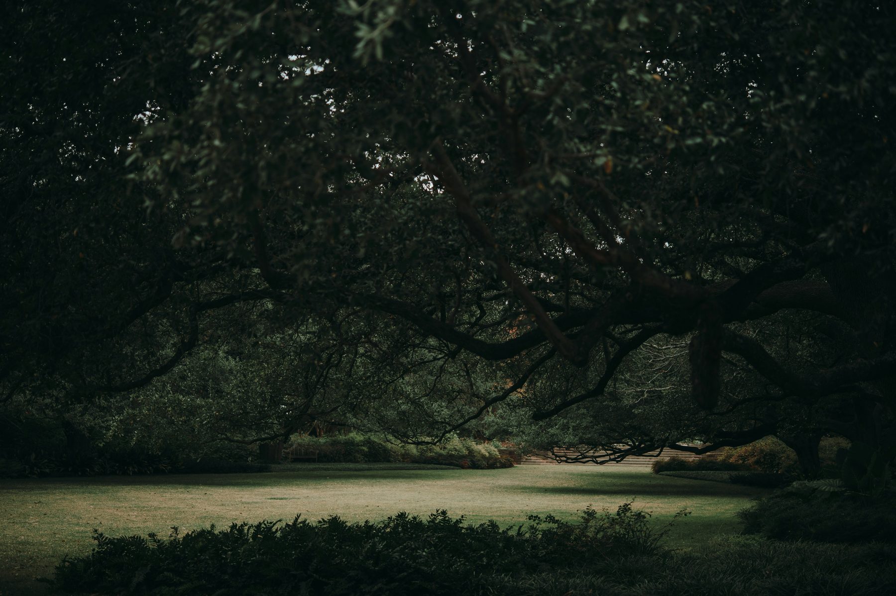 Live oak branches shading a green lawn in a Texas park, midsummer