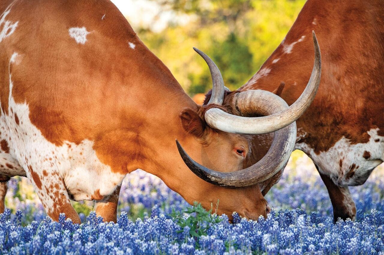 Two longhorns locking horns in a Texas bluebonnet field — DIY landlord maintenance risks