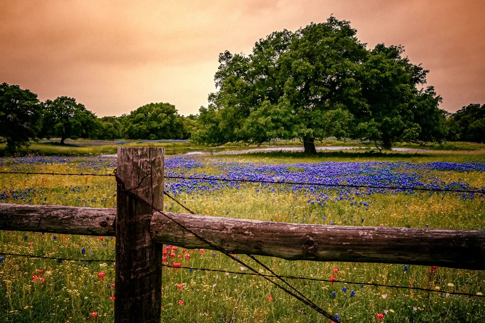 Texas field of bluebonnets and wildflowers behind a weathered wooden ranch fence