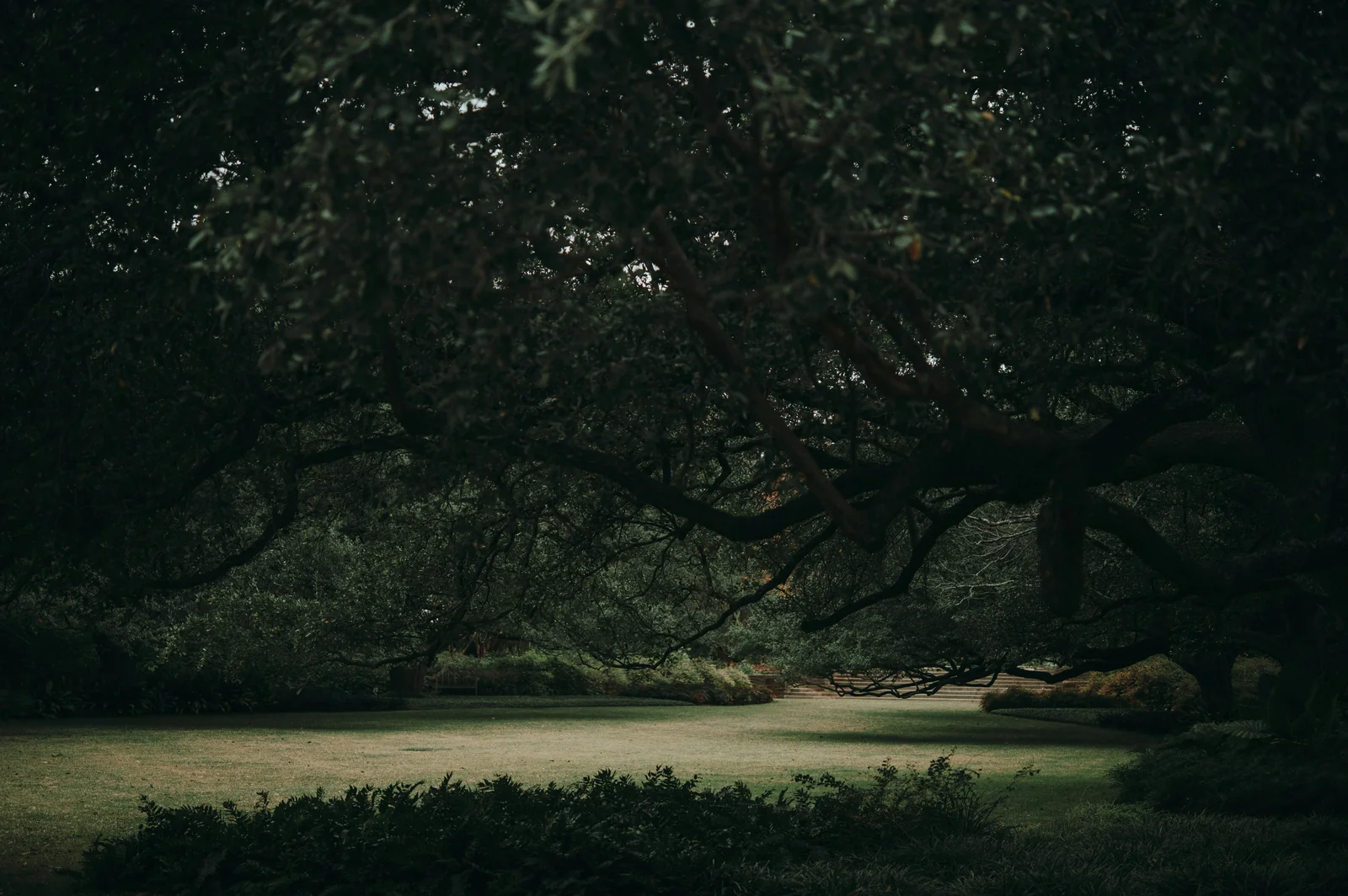 Live oak branches shading a green lawn in a Texas park, midsummer