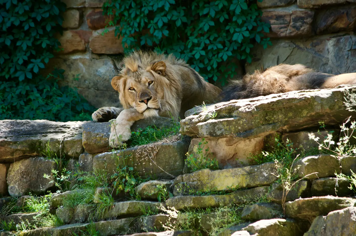 A lion resting on a stone ledge, alert but unhurried